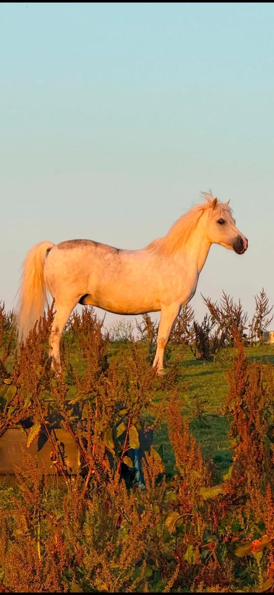 Perfect starter pony - Image 2