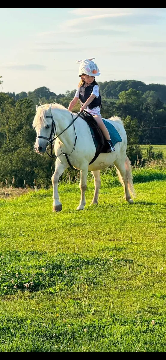 Perfect starter pony - Image 1