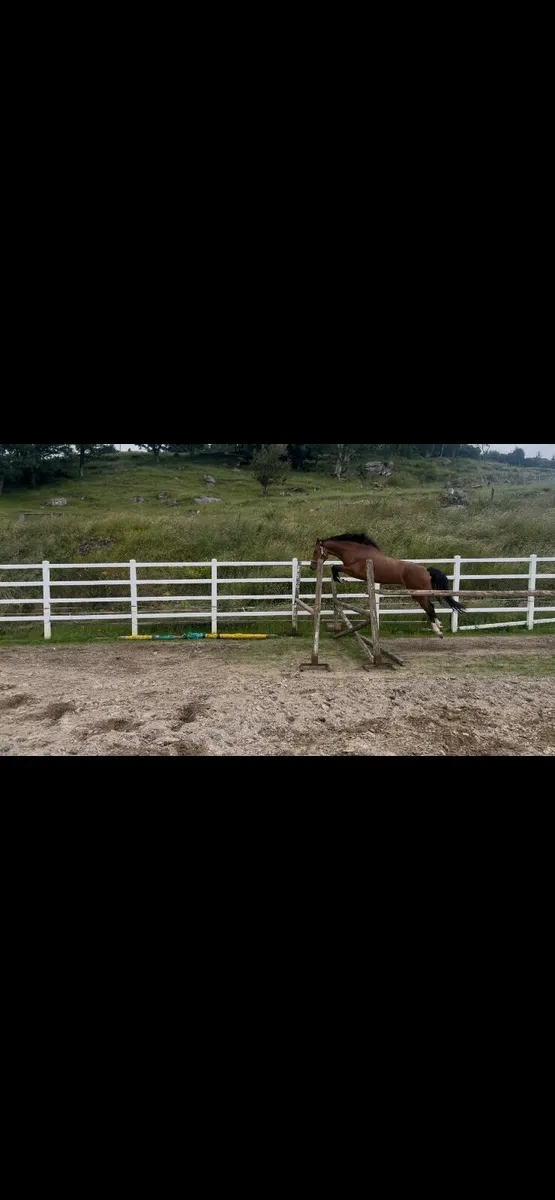 3 year old bay filly - Image 3