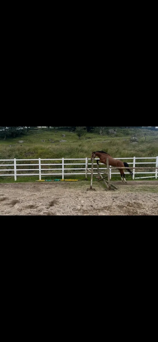 3 year old bay filly - Image 4