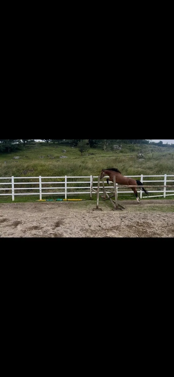 3 year old bay filly - Image 1