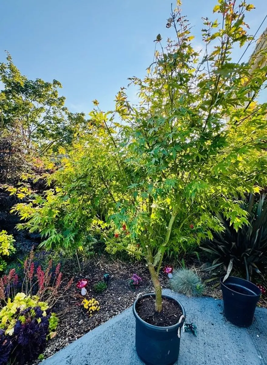 Japanese Maple (Acer) 6ft - Image 1