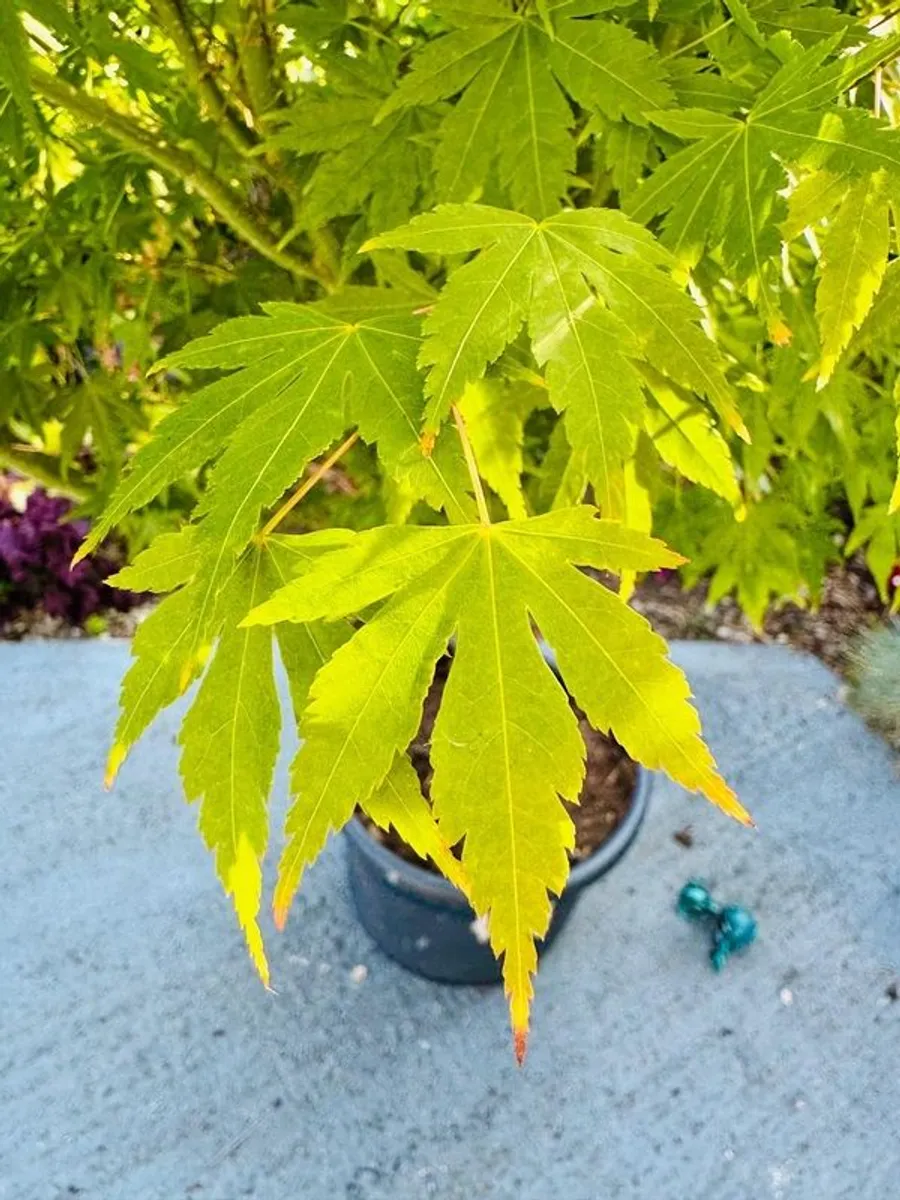 Japanese Maple (Acer) 6ft - Image 2