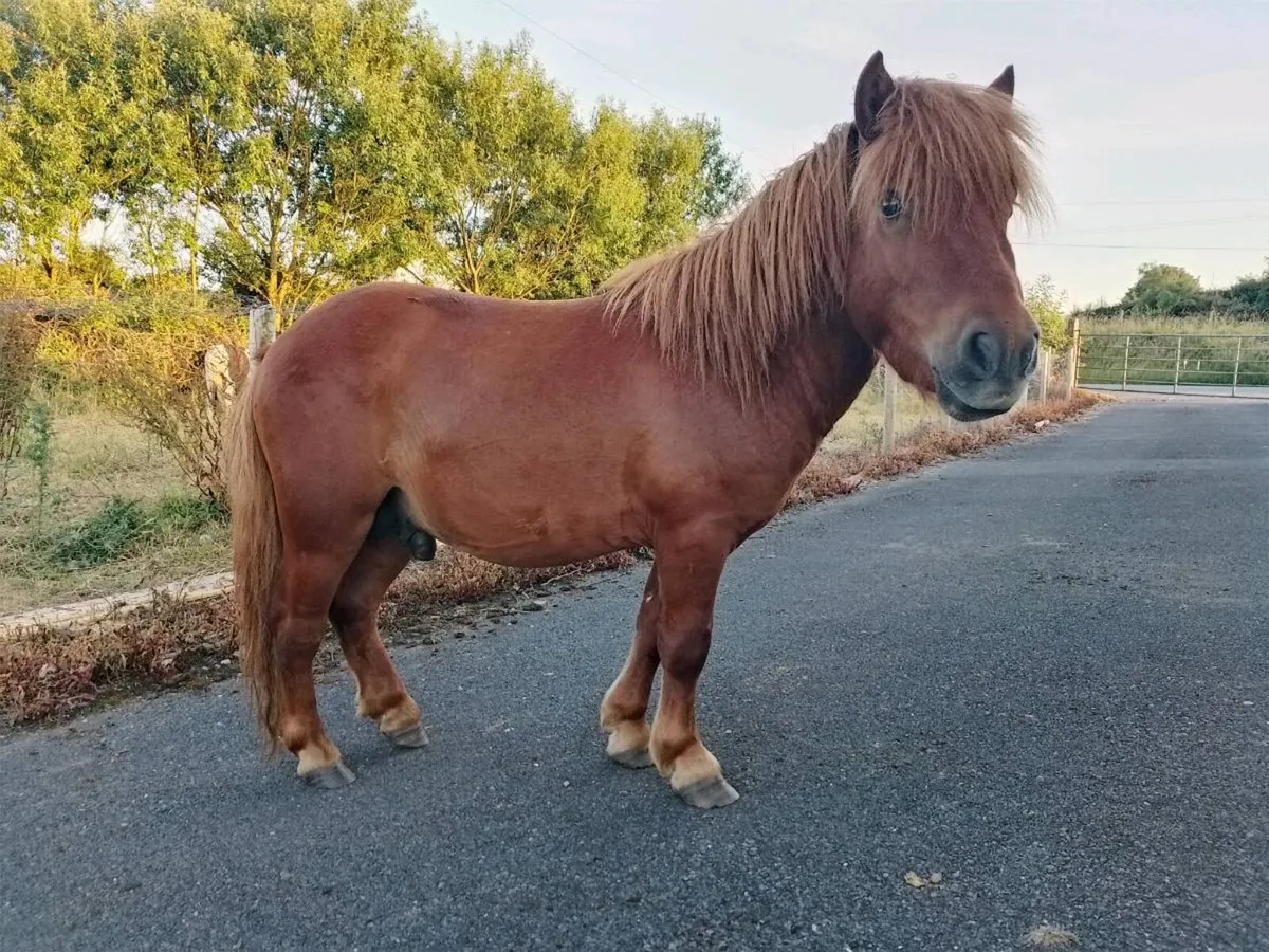 Pony - Image 2