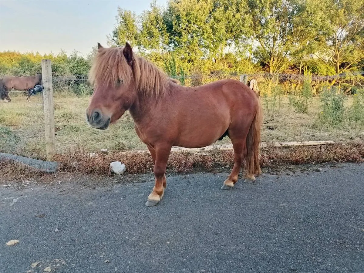 Pony - Image 3
