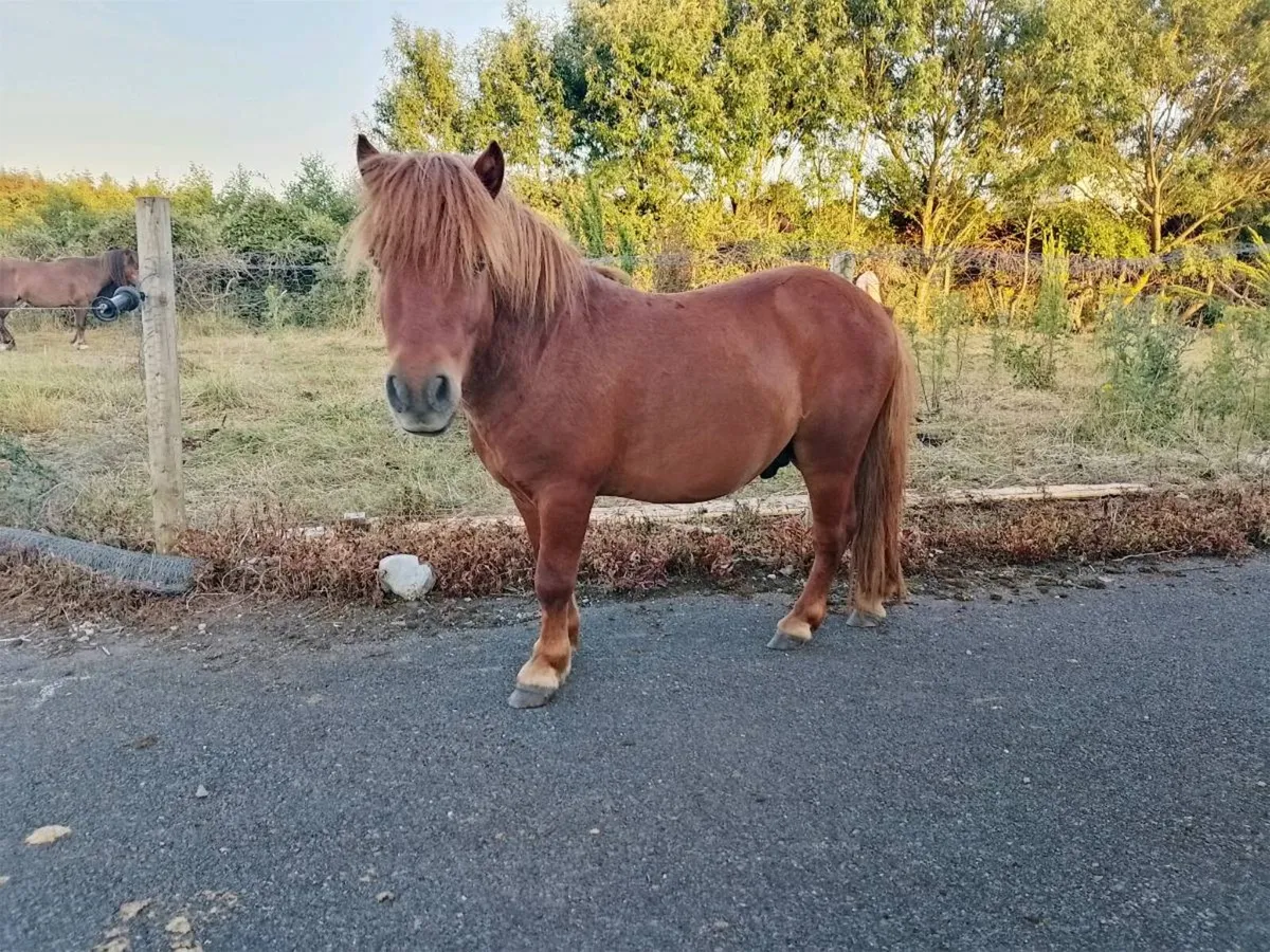 Pony - Image 4