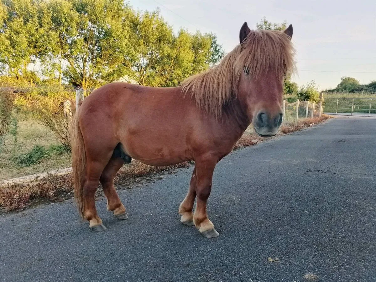 Pony - Image 1
