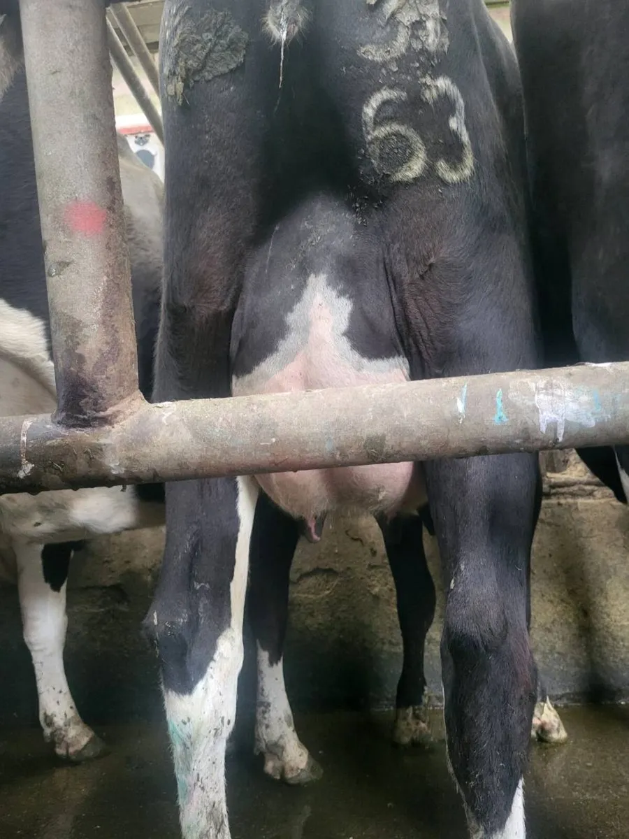 Calved Heifer - Image 3