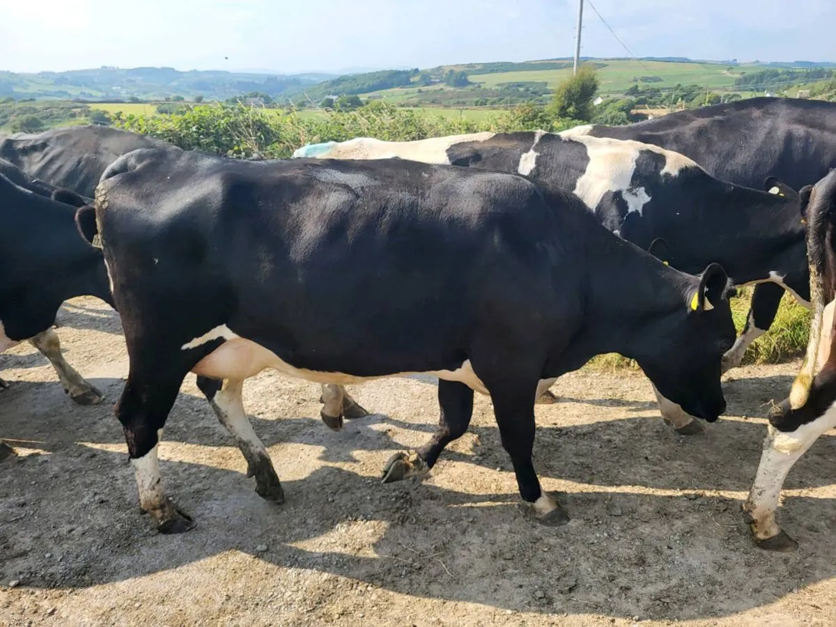 Calved Heifer - Image 2