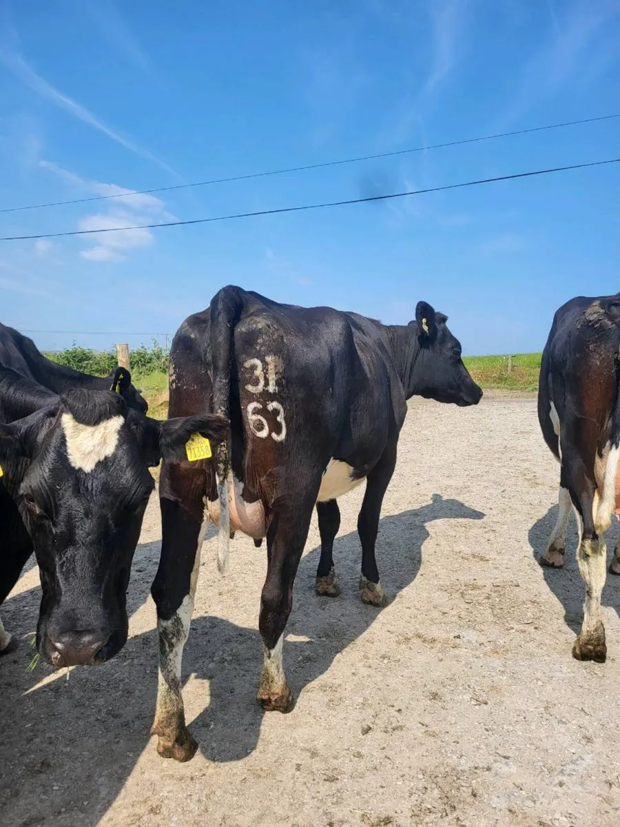 Calved Heifer - Image 1