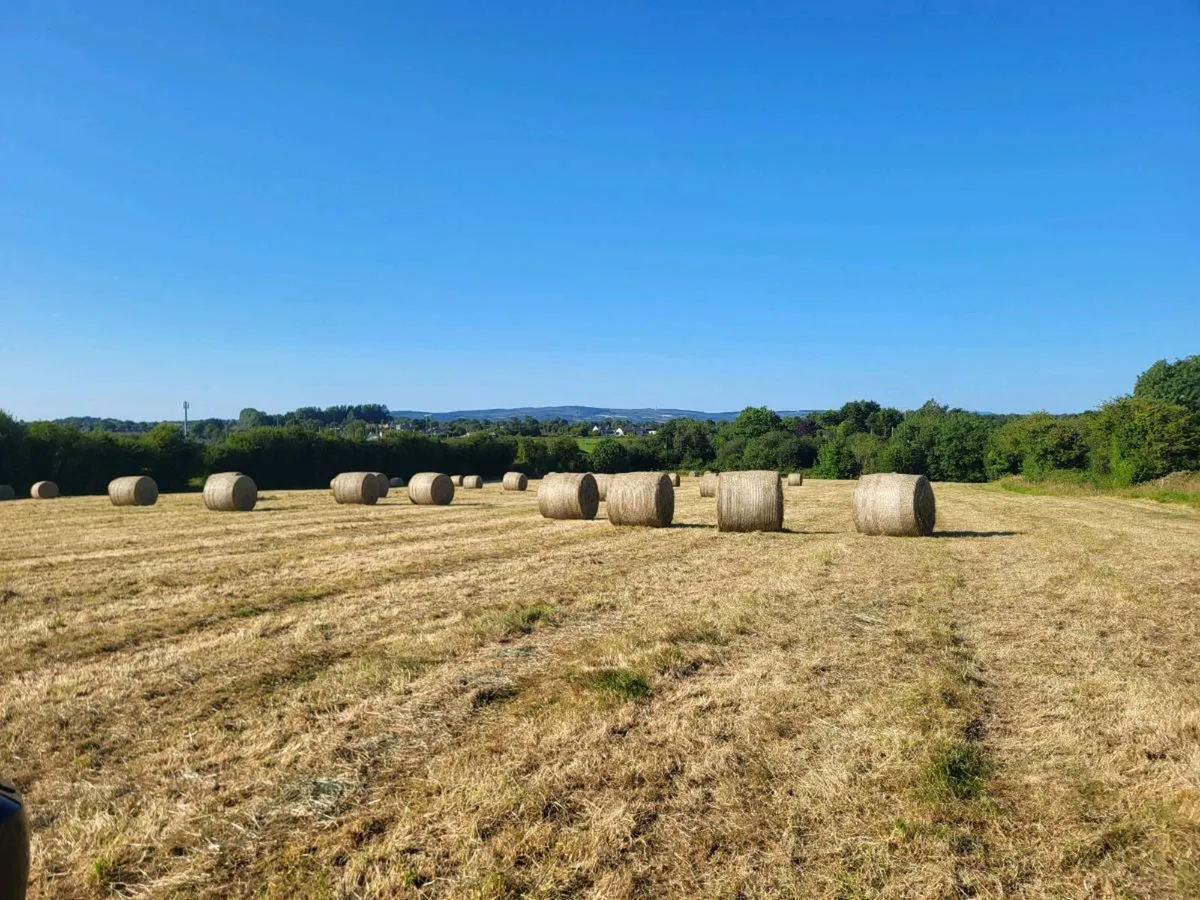 Hay - Image 1