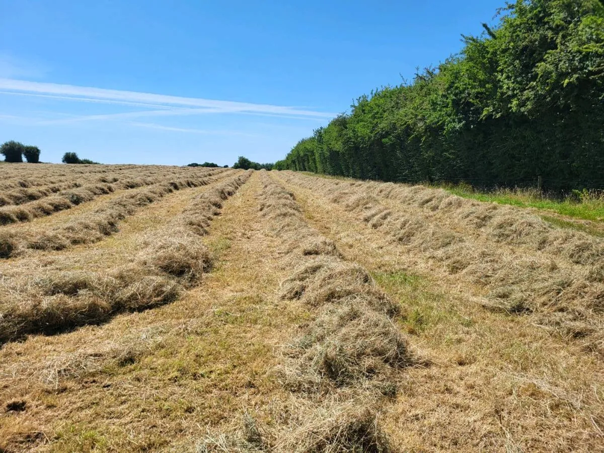 Hay - Image 2