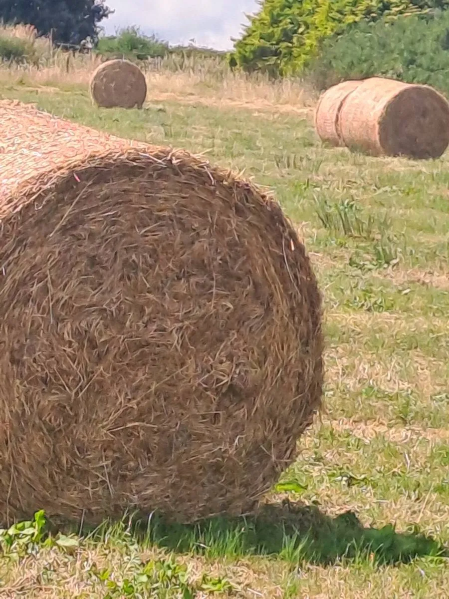 Rushy hay suitable for beddng for sale - Image 4