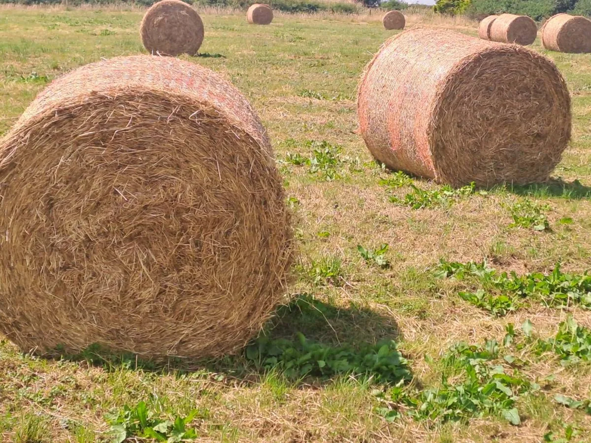 Rushy hay suitable for beddng for sale - Image 2