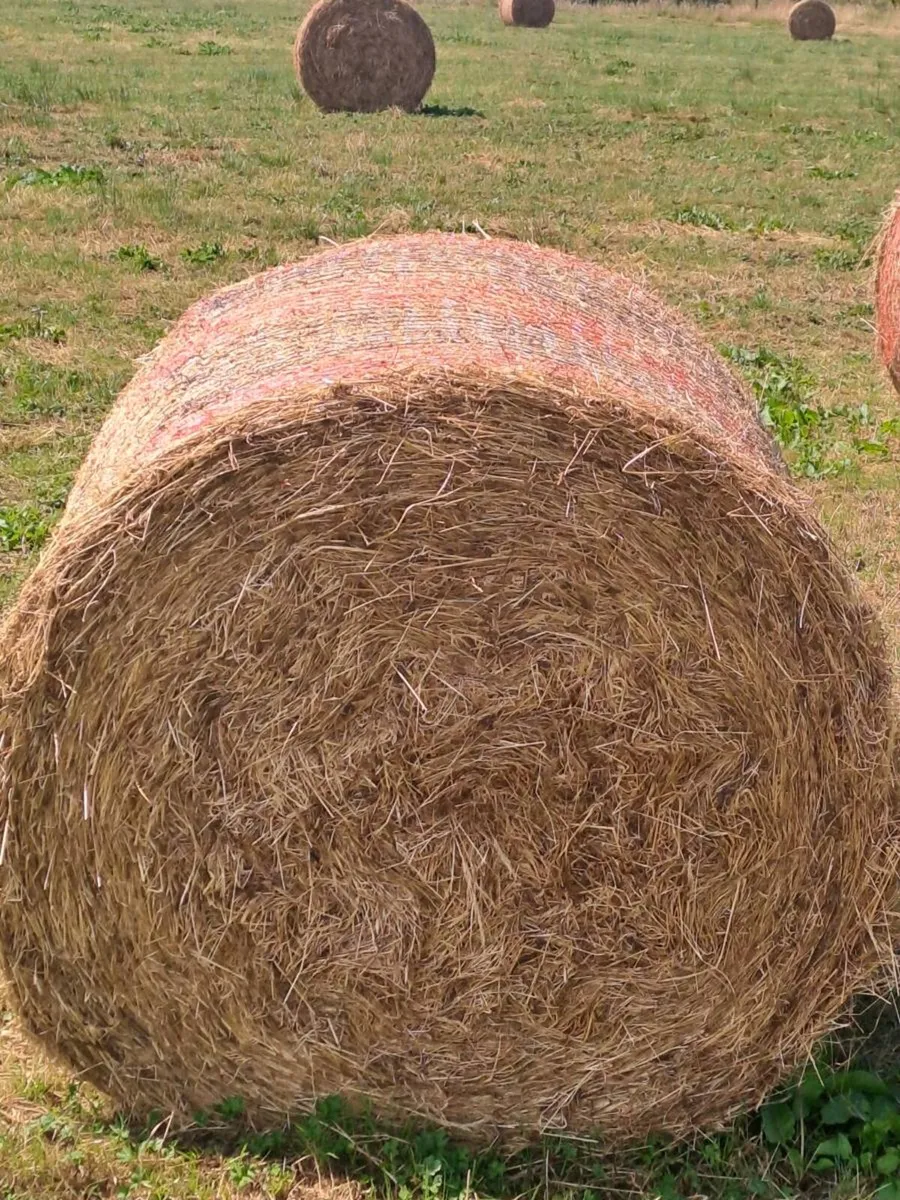 Rushy hay suitable for beddng for sale - Image 1