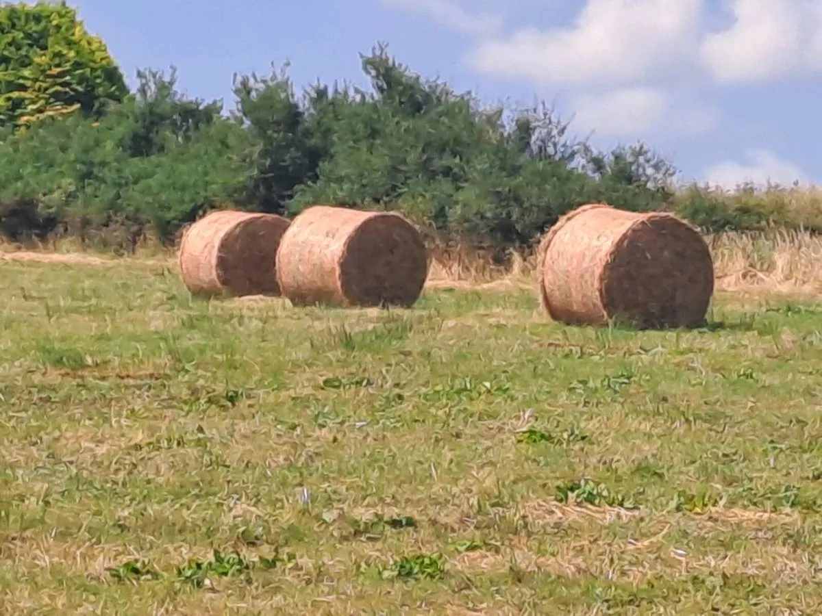Rushy hay suitable for beddng for sale - Image 3