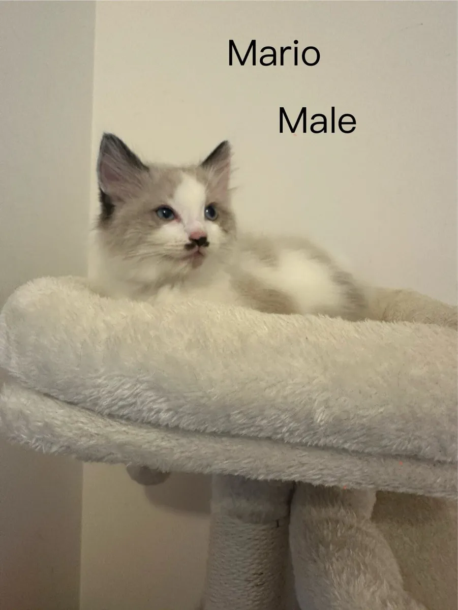 Ragdoll kittens - Image 1