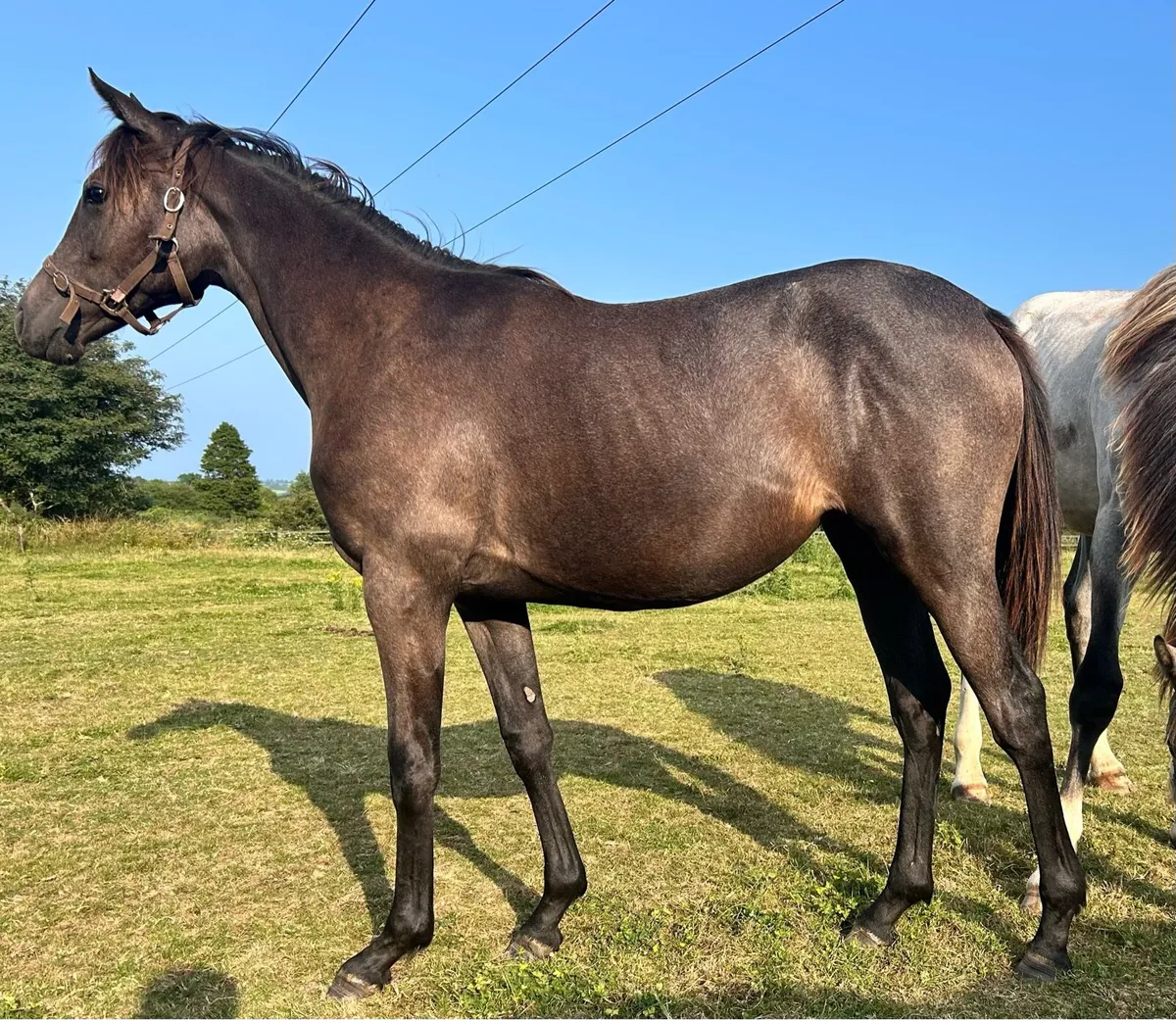 Lovely Connie cross yearling
