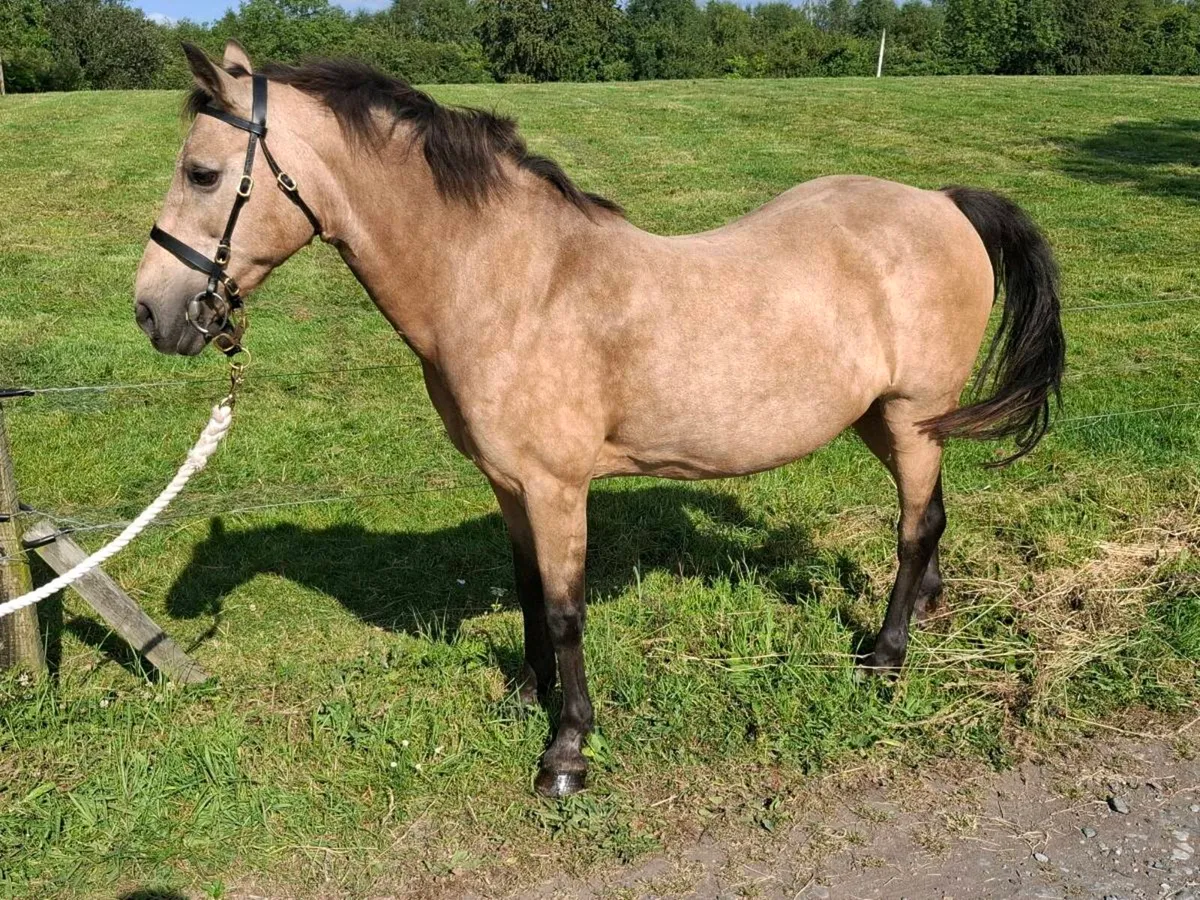 128cm Pony all rounder - Image 1