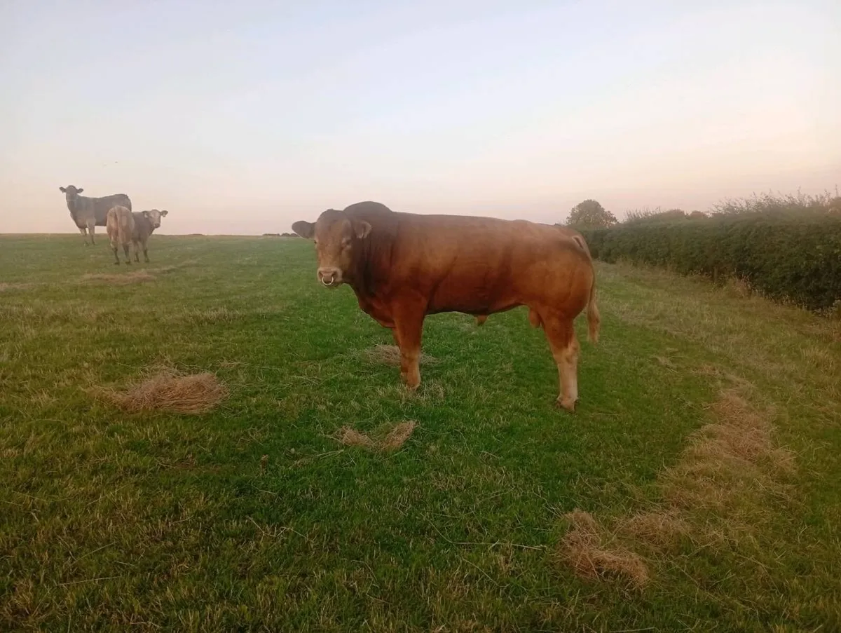 Bull - Image 2