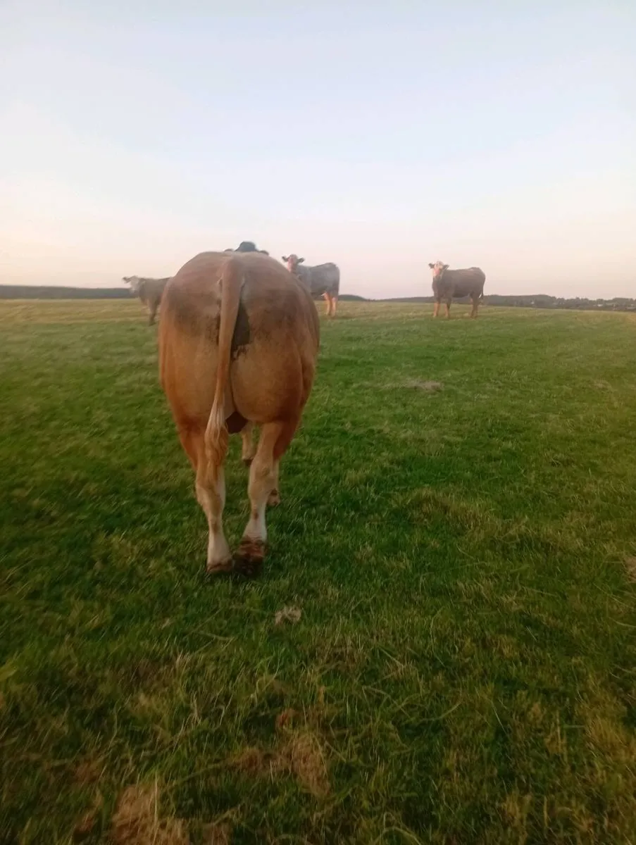 Bull - Image 3