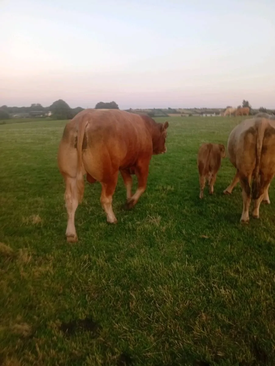 Bull - Image 4