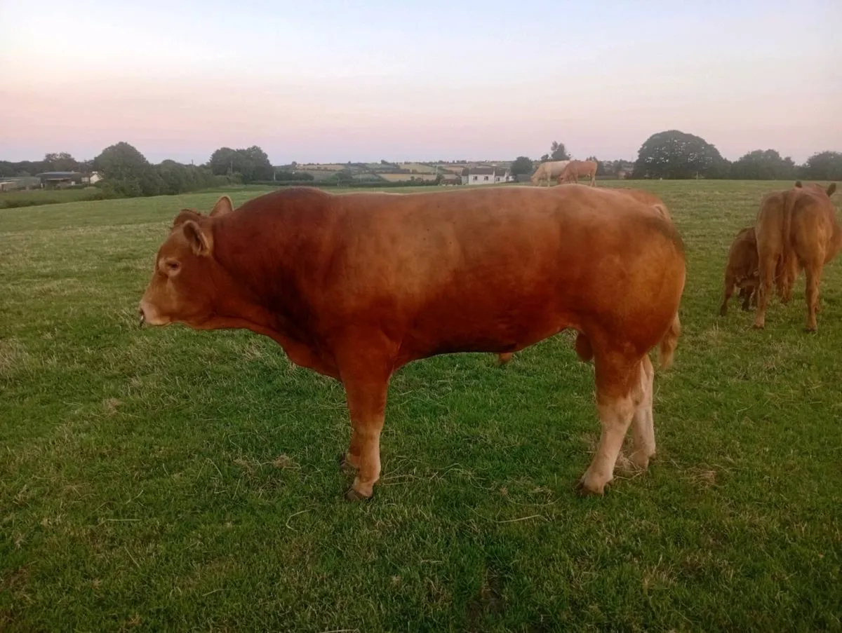 Bull - Image 1