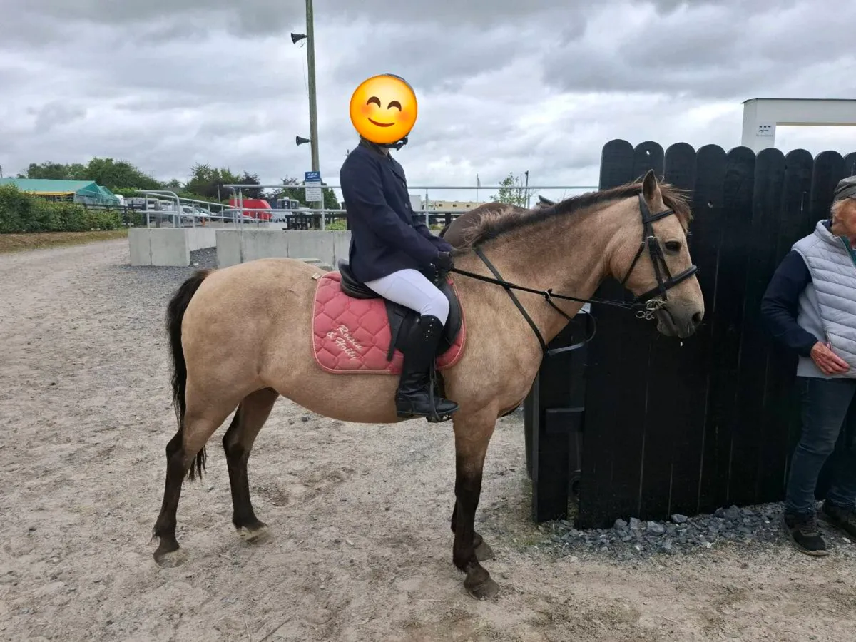128cm Pony all rounder - Image 2