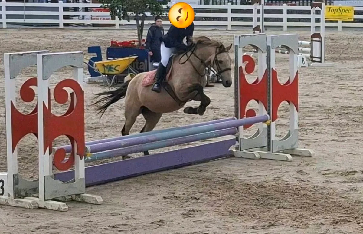128cm Pony all rounder - Image 3