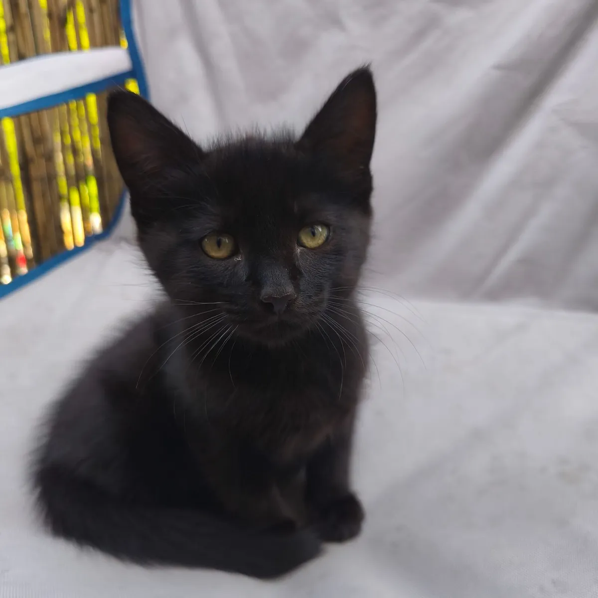 10 Week Old kittens - Image 1