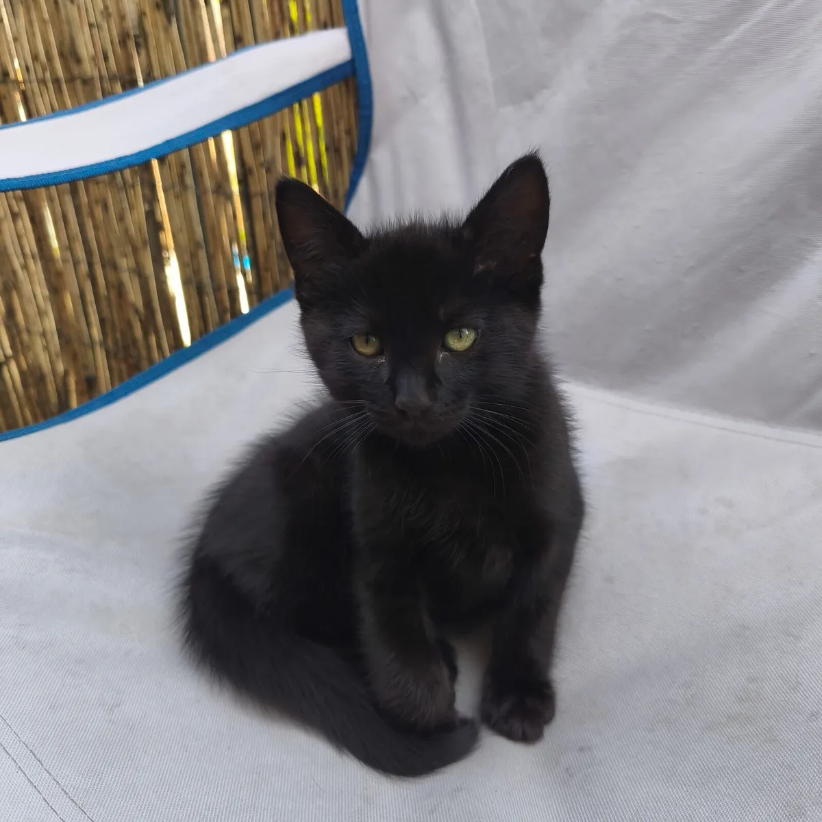 10 Week Old kittens - Image 2