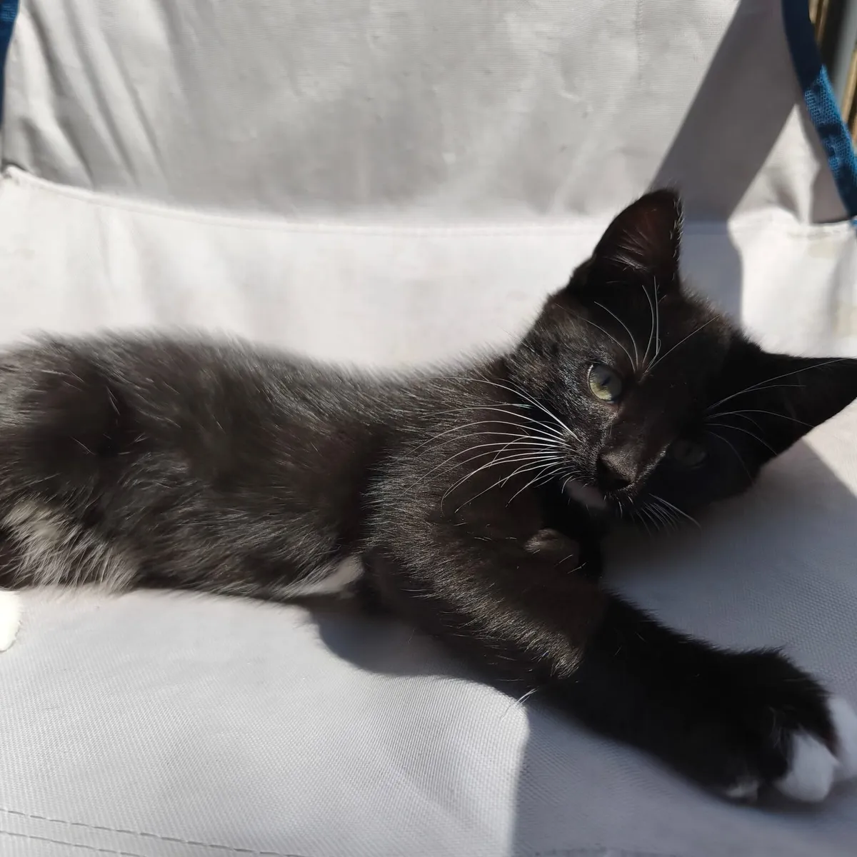 10 Week Old kittens - Image 3