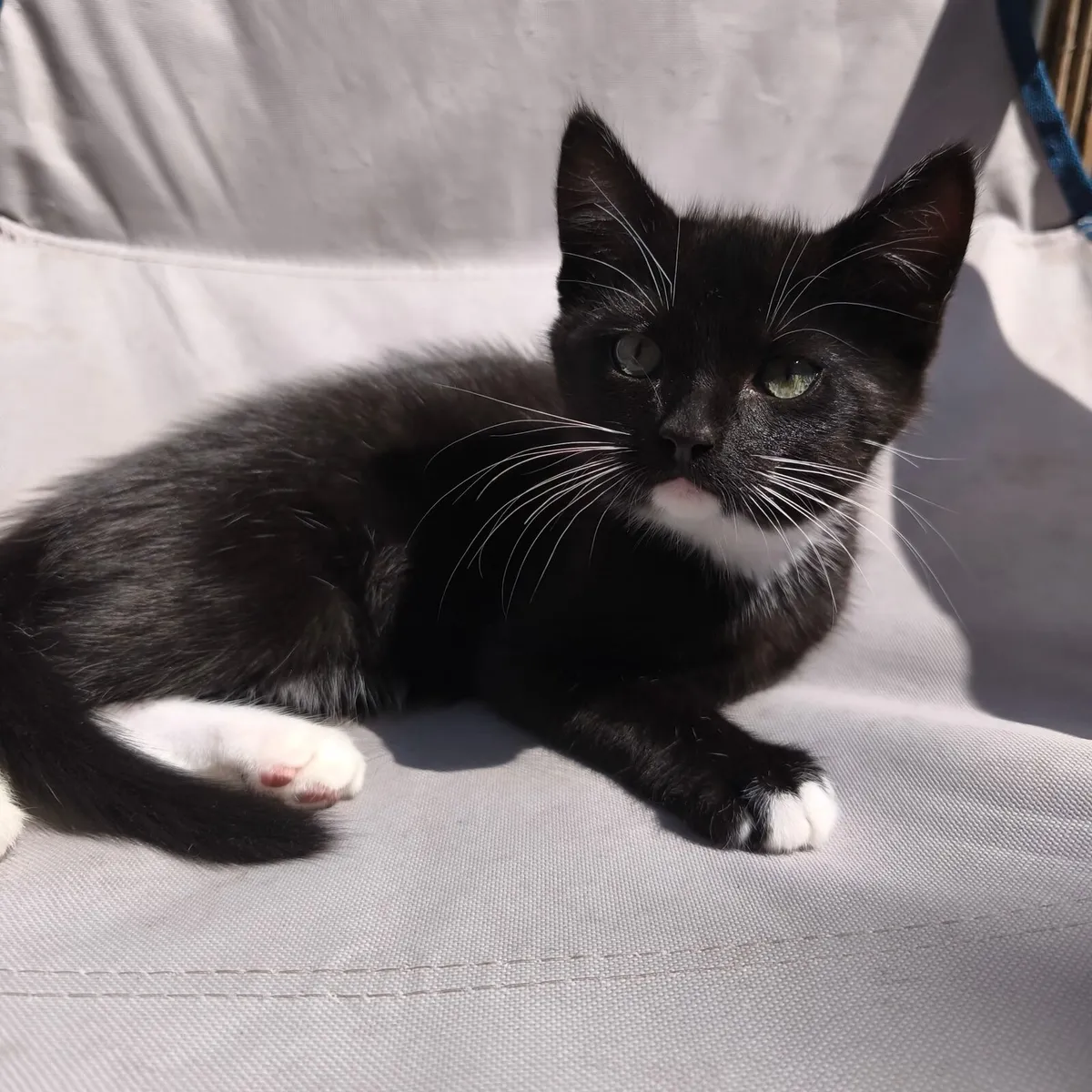 10 Week Old kittens - Image 4
