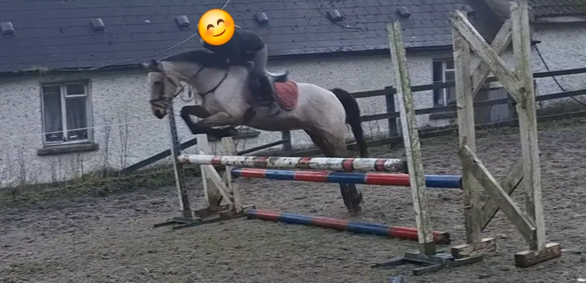 128cm Pony all rounder - Image 4
