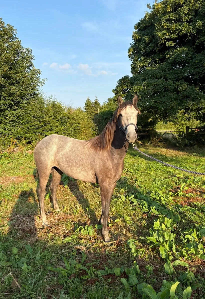 Connemara yearling filly - Image 1