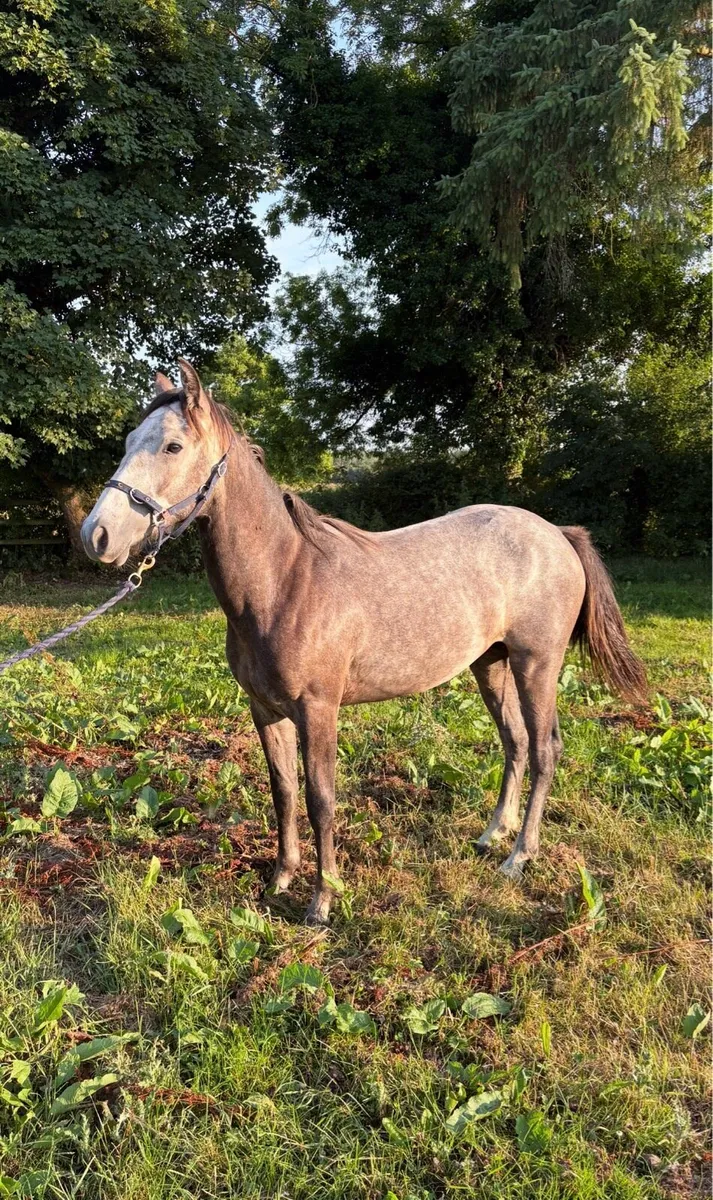 Connemara yearling filly - Image 2