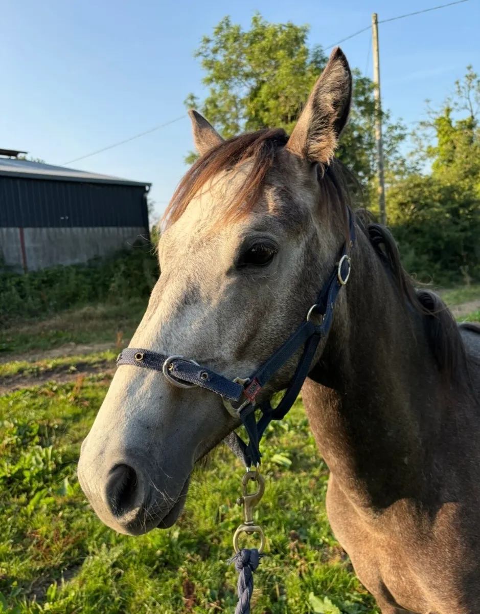 Connemara yearling filly - Image 3