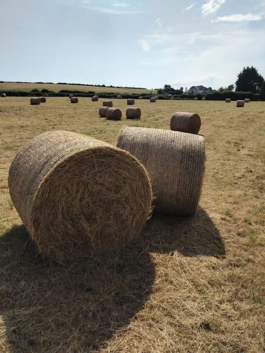 Hay