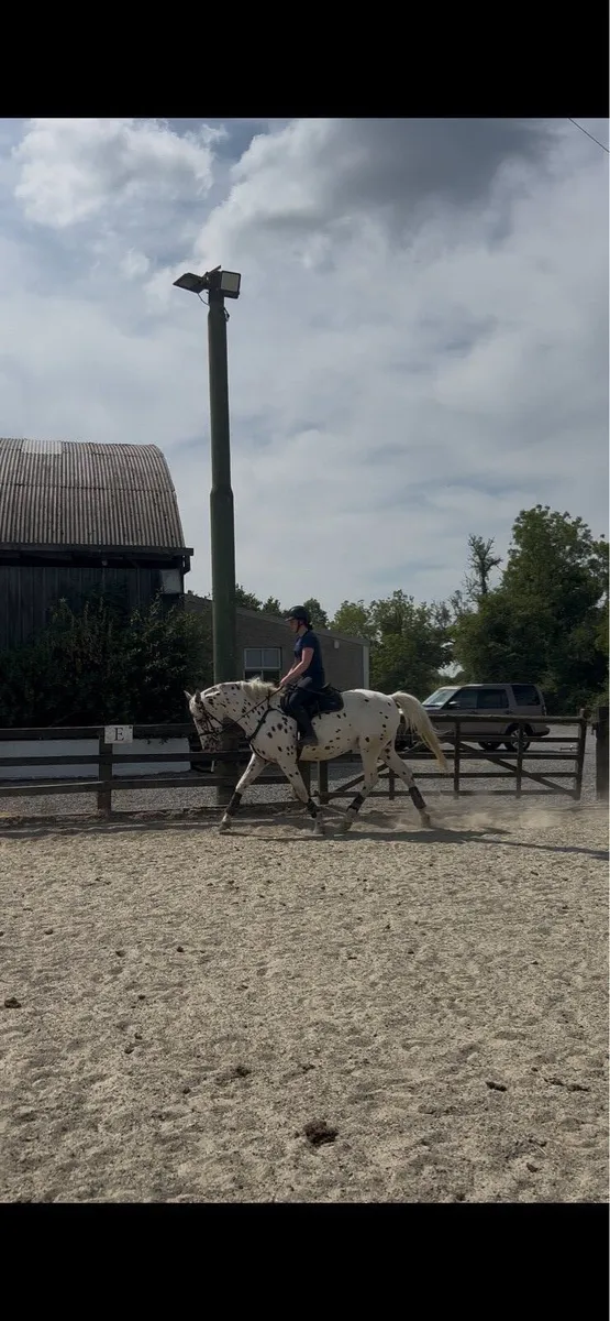 15.2 4yo gelding - Image 4
