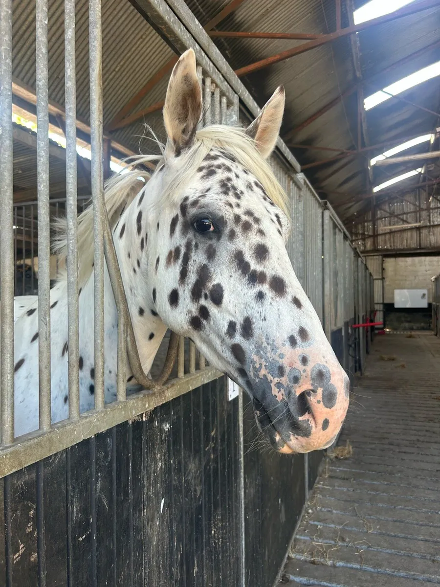 15.2 4yo gelding - Image 1