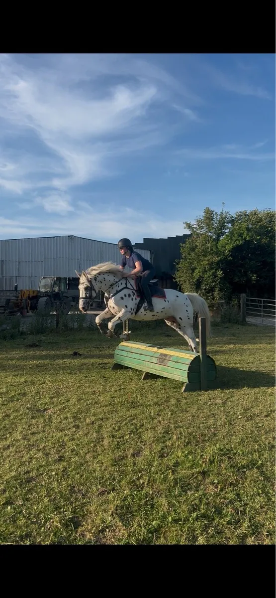 15.2 4yo gelding - Image 2