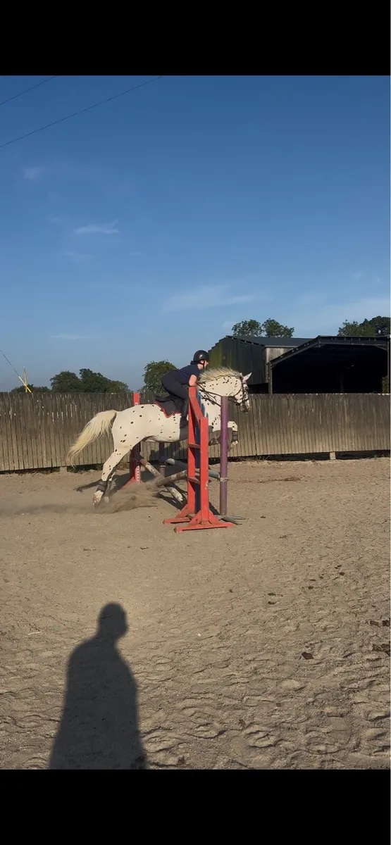 15.2 4yo gelding - Image 3