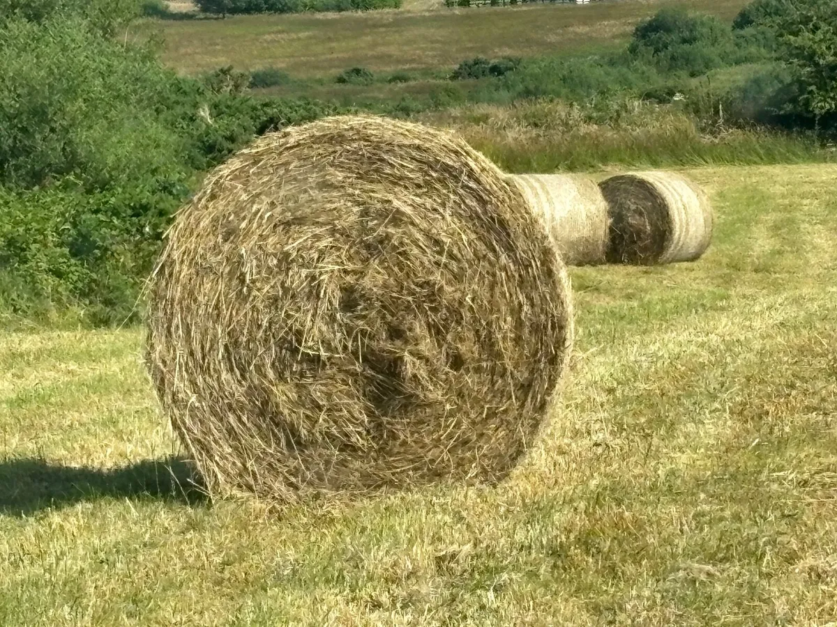 Hay - Image 1