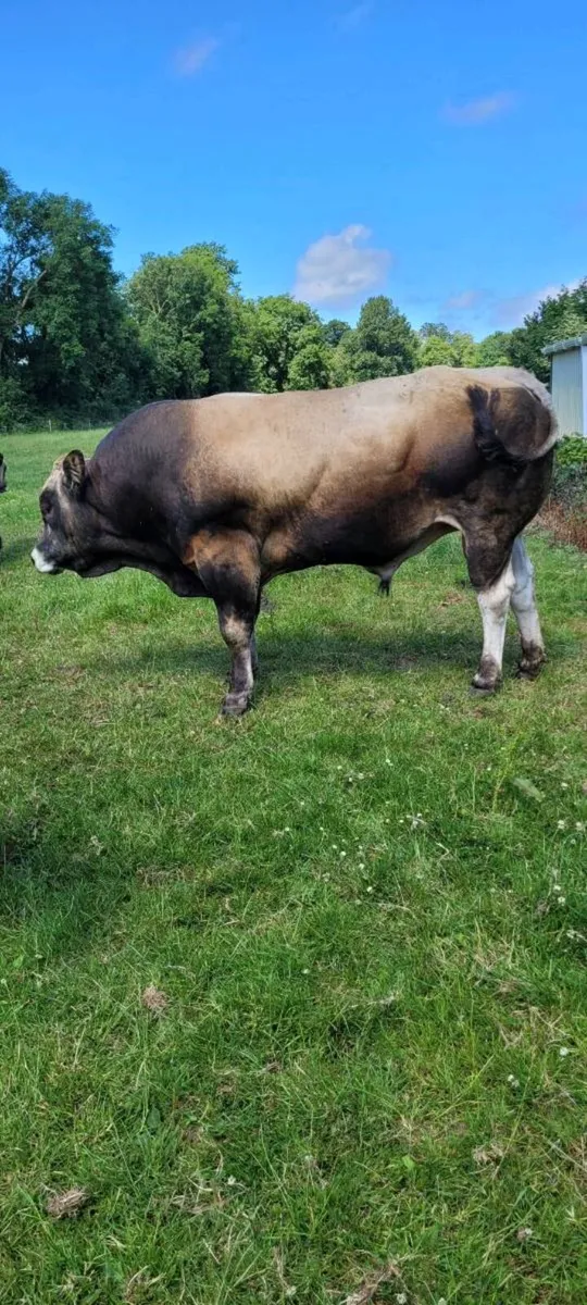 Bull - Image 1