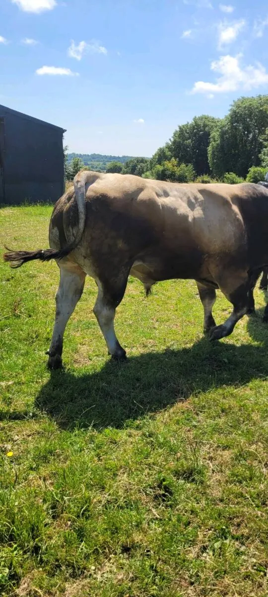 Bull - Image 2