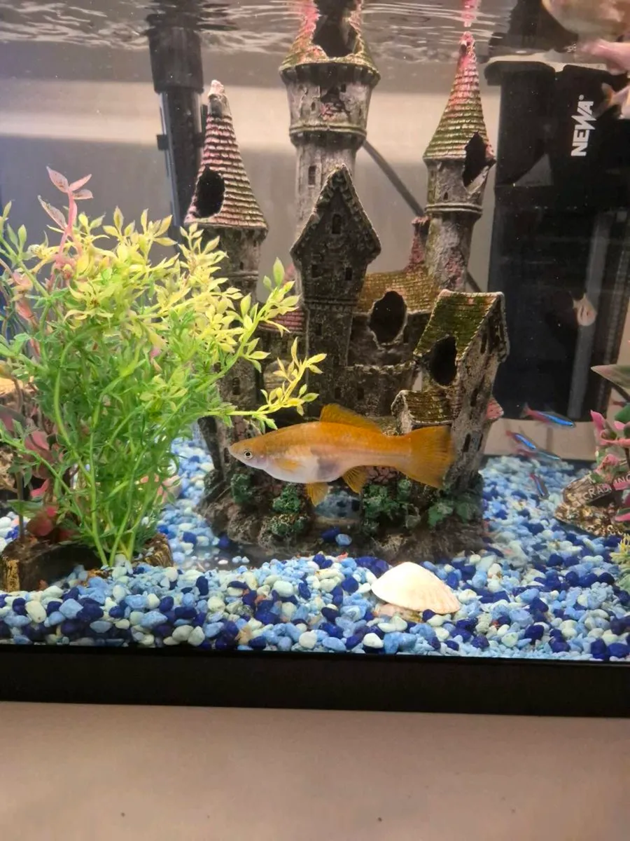 Bundle of fish - Image 1