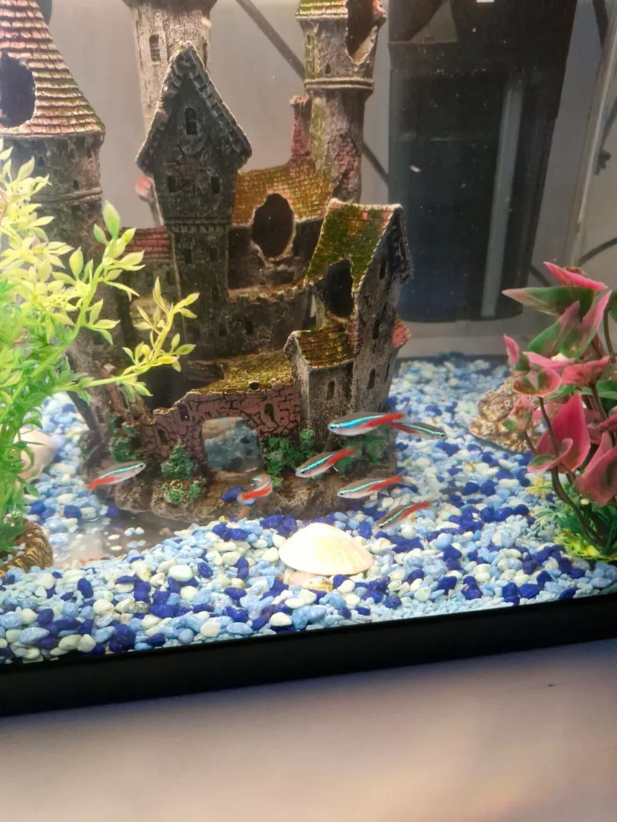 Bundle of fish - Image 2