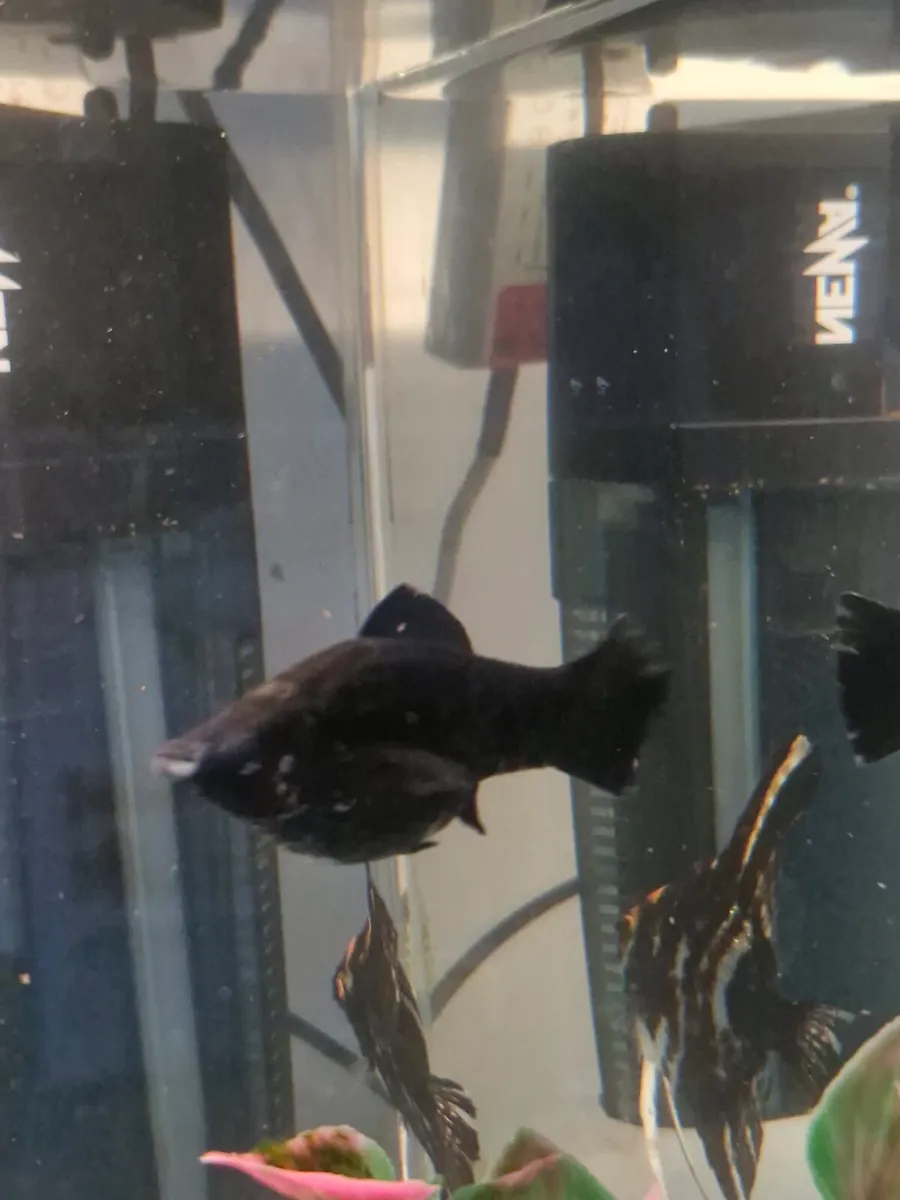 Bundle of fish - Image 3