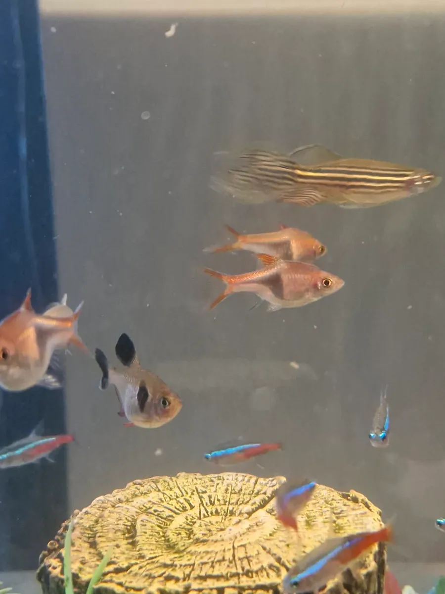 Bundle of fish - Image 4