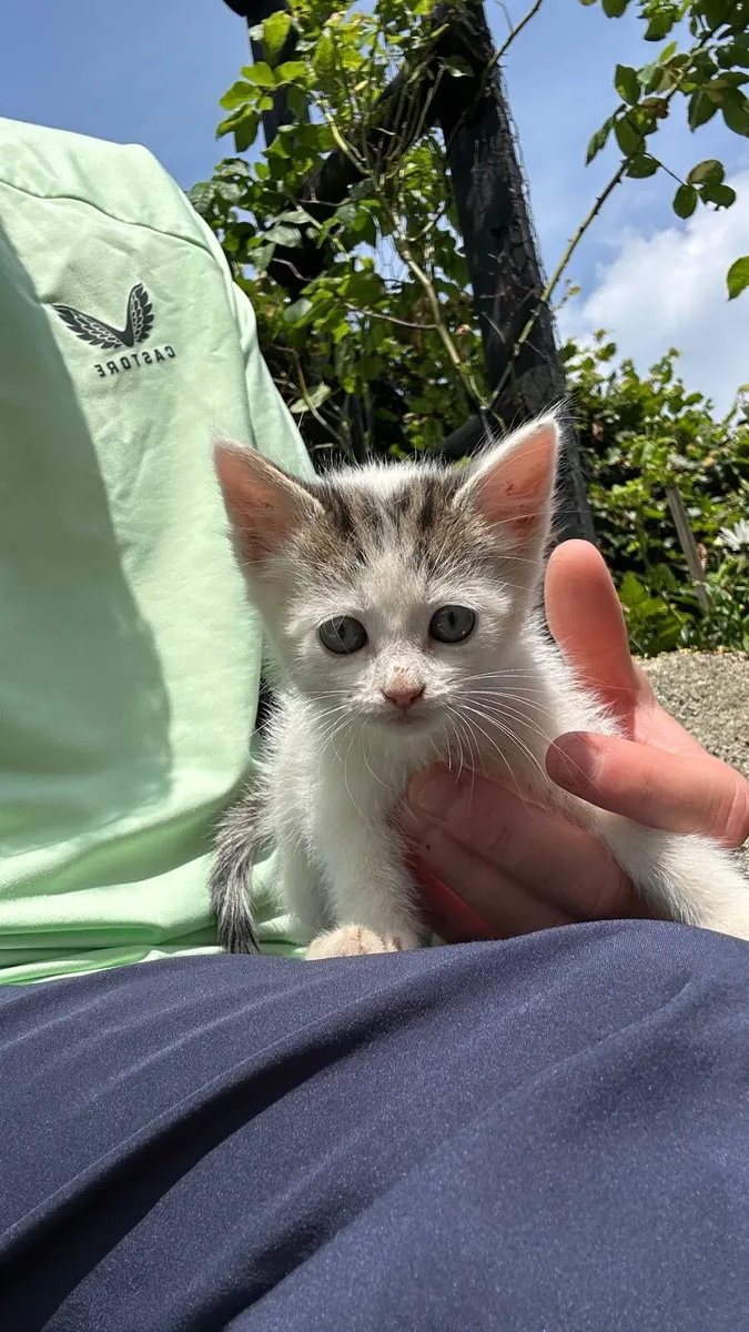 Kitten for sale - Image 1